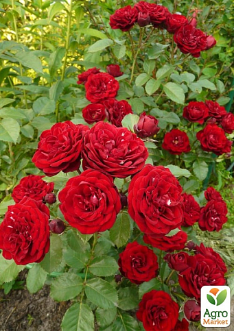Роза мелкоцветковая (спрей) "Таманго" (саженец класса АА+) высший сорт - фото 2