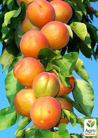 Ексклюзив! Абрикос колоновидний яскраво помаранчевий з легким рум'янцем "Сонячне літо" (Sunny summer) (преміальний середньостиглий сорт)