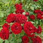Троянда дрібноквіткова (спрей) "Таманго" (саджанець класу АА+) вищий сорт купить