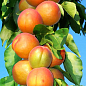 Ексклюзив! Абрикос колоновидний яскраво помаранчевий з легким рум'янцем "Сонячне літо" (Sunny summer) (преміальний середньостиглий сорт)