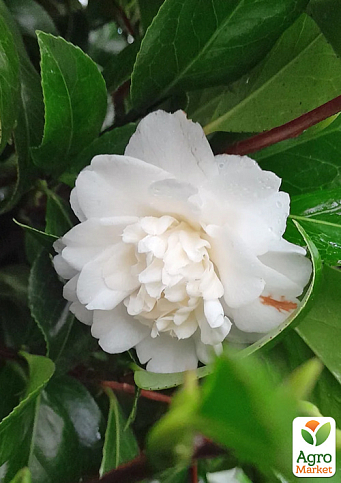 LMTD Камелия цветущая японская 2-х летняя "Baby Sis" (высота 30-40см) - фото 6