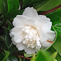 LMTD Камелия цветущая японская 2-х летняя "Baby Sis" (высота 30-40см)