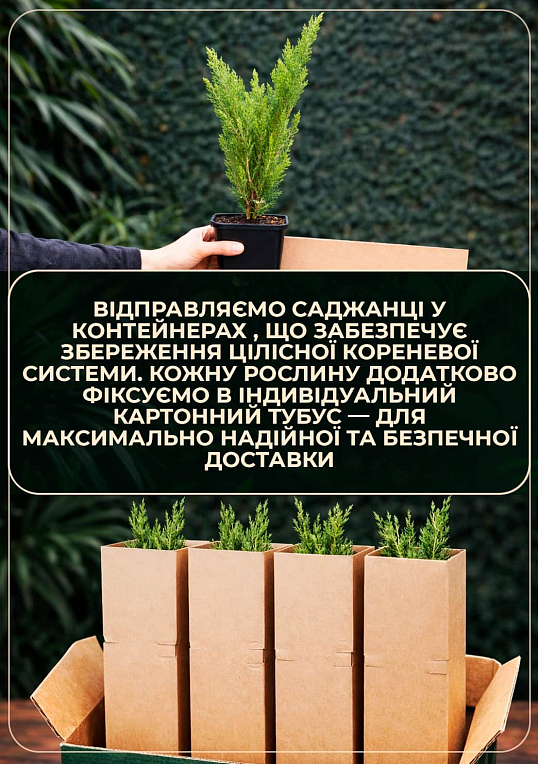 Можжевельник чешуйчатый "Meyeri Compacta" (контейнер Р9, высота 15-20 см)