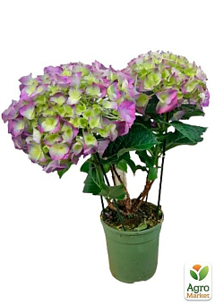 Гортензия крупнолистная 2-х летняя "Magical Amethyst" высота саженца 20-40см30