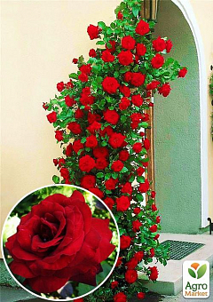 Троянда плетиста "Мушимара" (саджанець класу АА +) вищий сорт1