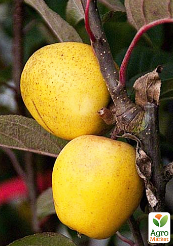 Яблуня «Пітмастон» (з мускатно-горіховим смаком і ананасовим післясмаком, пізній термін дозрівання) - фото 2