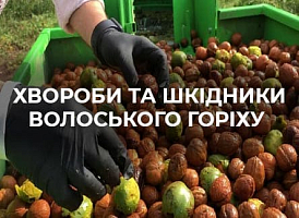 Хвороби та шкідники горіха | Agro-market