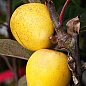 Яблуня «Пітмастон» (з мускатно-горіховим смаком і ананасовим післясмаком, пізній термін дозрівання) купить