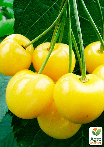 Эксклюзив! Черешня золотистая "Жасмин" (Jasmine) (премиальный неприхотливый сорт)