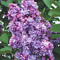 Сирень тёмно-лиловая "Мишель Бюхнер" (Miсhel Buchner)