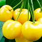 Эксклюзив! Черешня золотистая "Жасмин" (Jasmine) (премиальный неприхотливый сорт)