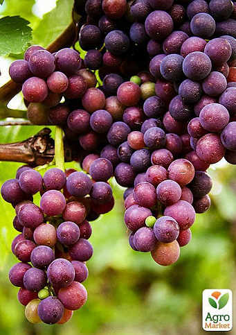 Виноград "Молдавський" (кишмиш, середньо-пізній термін дозрівання, володіє тривалим терміном зберігання ягід)