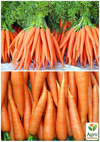 На вагу Морква "Перший збір" ТМ "Весна" ціна за 10г - фото 2