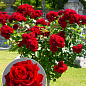 Окулянти Троянди на штамбі «El Toro»