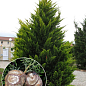 Кипарис Крупноплодный (Cupressus Macrocarpa) контейнер Р9