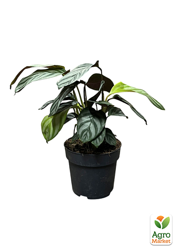 Калатея "Leopardina" высота 45-55см - фото 7