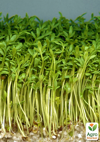 Пророщувач (спаутер) + набір насіння мікрозелені №2 ТМ "BIO Natura" - фото 3