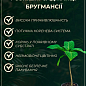 Бругмансія деревоподібна "Lemon" купить