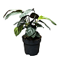 Калатея "Leopardina" высота 45-55см