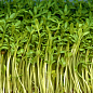 Пророщувач (спаутер) + набір насіння мікрозелені №2 ТМ "BIO Natura" цена