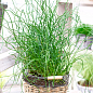 Джункус Спиральный "Juncus effusus Spiralis"