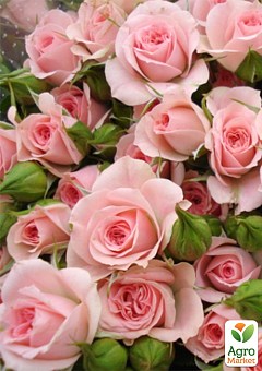 Троянда дрібноквіткова (спрей) "Грація рожева" (саджанець класу АА +) вищий сорт5