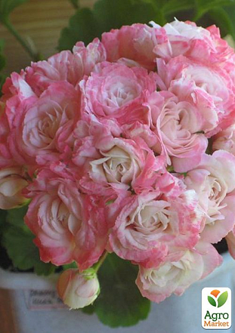 Пеларгонія Розебудна "Deco Apple Blossom" (контейнер № 10, висота 10-20 см)