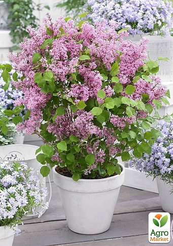 Бузок Мейера 2-річний дрібнолистий "Flowerfesta Pink", С1.5