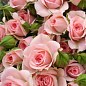 Троянда дрібноквіткова (спрей) "Грація рожева" (саджанець класу АА +) вищий сорт