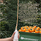 Ексклюзив! Хурма помаранчева "Солодкість" (Sweetness) (преміальний супер соковитий сорт)