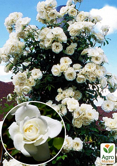 Троянда плетиста "Айсберг" (саджанець класу АА +) вищий сорт2