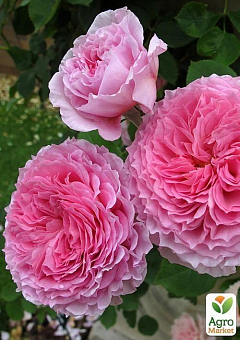 Роза английская "James Galway®" (саженец класса АА+) высший сорт4