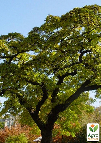 Оксамит Амурський "Phellodendron Amurense" (коркове дерево, лікувальний) - фото 2