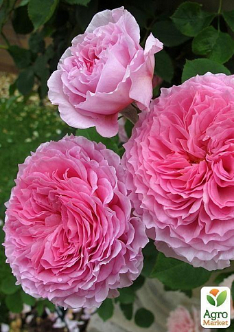 Роза английская "James Galway®" (саженец класса АА+) высший сорт