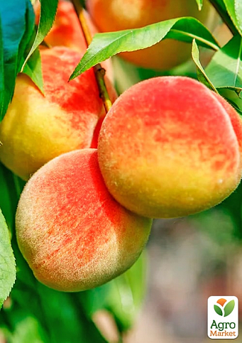 Персик "Улюбленець" (літній сорт, среднепозднего терміну дозрівання)