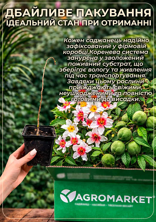 Ксантоцерас (Чекалкин орех) средний срок созревания - фото 4