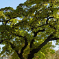 Оксамит Амурський "Phellodendron Amurense" (коркове дерево, лікувальний) купить