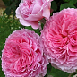 Троянда англійська "James Galway®" (саджанець класу АА +) вищий сорт