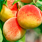 Персик "Улюбленець" (літній сорт, среднепозднего терміну дозрівання)