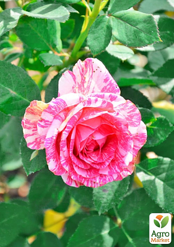 Троянда дрібноквіткова (спрей) "Сатин" (саджанець класу АА+) вищий сорт - фото 2