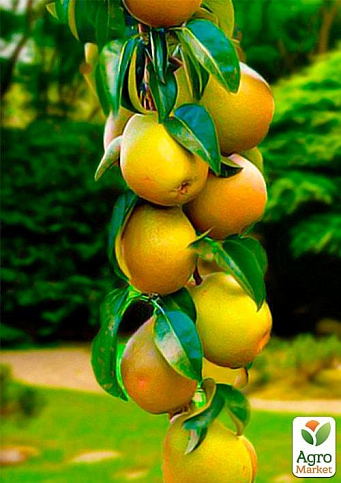 Груша колоновидная "Санреми" (осенний сорт, поздний срок созревания)