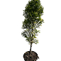 Туя західна "Smaragd Variegata" С2, висота 35-45см купить