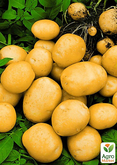 Картофель "Лусинда" семенной среднеспелый (на пюре, 1 репродукция) 1кг2