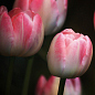 Тюльпан "Flaming Purissima"