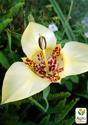 Тігрідія "Кремова" 5шт