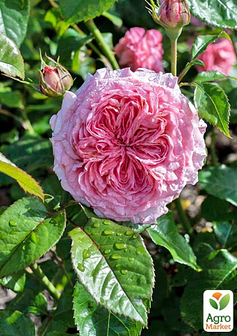 Троянда англійська "James Galway®" (саджанець класу АА +) вищий сорт - фото 2