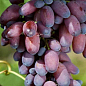 Виноград "КарМаКод" (ранний срок созревания)
