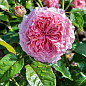 Троянда англійська "James Galway®" (саджанець класу АА +) вищий сорт купить
