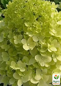 Гортензия метельчатая 4-х летняя "Limelight", С520