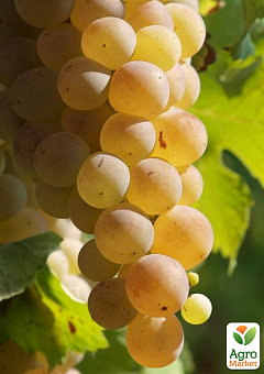 Виноград "Мускарис" (винный, средний срок созревания, мускатный аромат)2